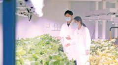 <b>济南“环节焦点手艺”寻找最优解：玉米抗风又</b>