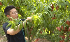 山西省运城市盐湖区：千里订单为“桃”来